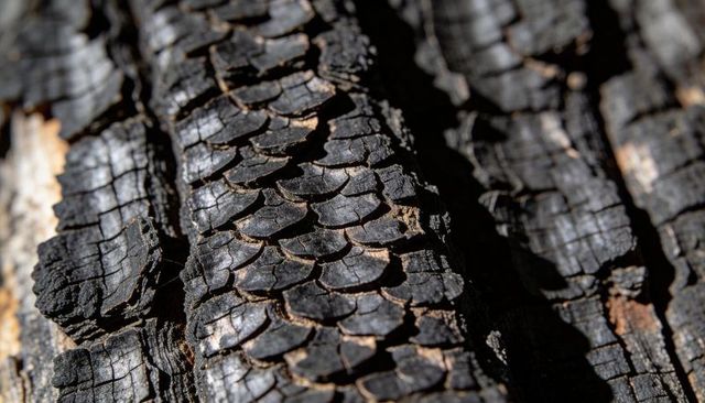 Charred bark revealing scale-like plates and deep fissures in close-up sunlight