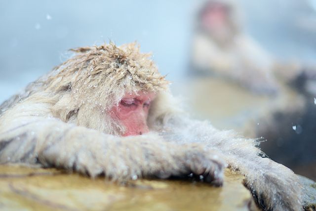 Snow monkeys are relaxing in a steaming hot spring with snowflakes gently falling around them during winter. Ideal for wildlife blogs, nature documentaries, and content related to animals in their natural habitats. Perfect for illustrating concepts of animal behavior, adaptation to cold climates, and the beauty of natural winter settings.