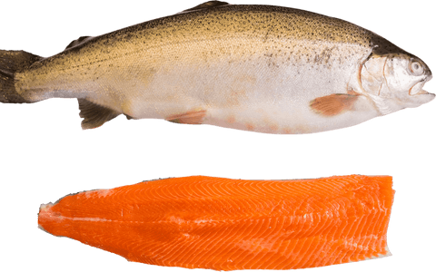 transparent whole trout and fresh salmon fillet close-up - Download Free Stock Videos Pikwizard.com