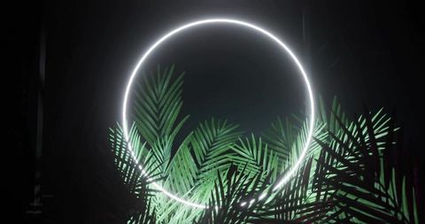 Neon ring illuminating tropical palm fronds with hazy glow in minimalist dark studio