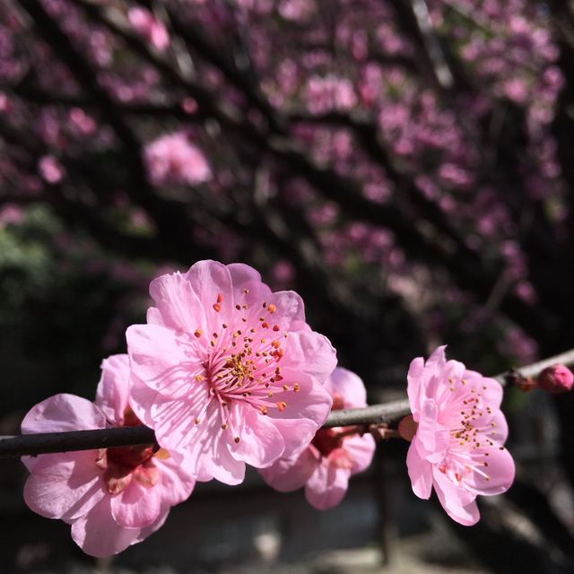 Close-up view of vibrant pink cherry blossoms in bloom during springtime, creating a sense of natural beauty and renewal. Perfect for spring-themed designs, greeting cards, nature blogs, and botanical studies.