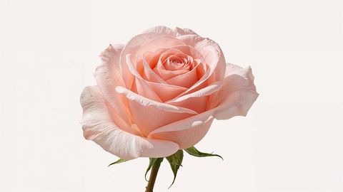 Blooming Pale Peach Rose on Minimalist Background