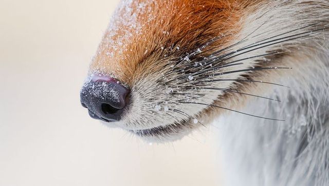 Red fox muzzle showing snow-dusted nose and whisker detail, winter close-up macro texture