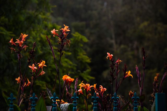 Vibrant orange flowers are blooming prominently against blurred lush green foliage in the background. The flowers, likely canna lilies, create a striking contrast with the rich greenery. This imagery is suitable for artwork, nature blogs, gardening guides, and numerous creative projects requiring a touch of natural beauty.