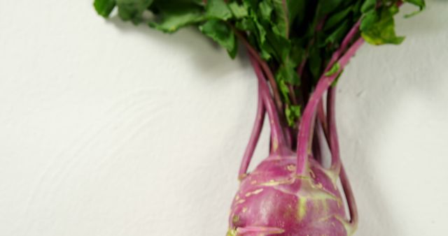 Fresh purple kohlrabi with vibrant green leaves against a plain white background. Great for use in content about healthy eating, organic produce, vegetarian and vegan meals, or recipes involving fresh vegetables. Can be used in blog posts, articles, or marketing materials promoting nutritious food options and a healthy lifestyle.