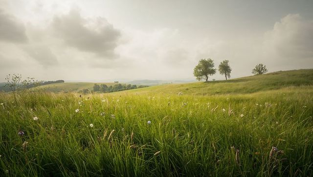 Rolling Green Meadow with Wildflowers and Lone Trees under Moody Cloudy Sky, Panoramic