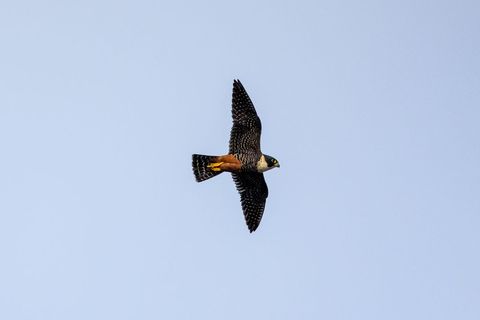 Aplomado falcon soaring over clear blue sky with rufous underparts and speckled wings