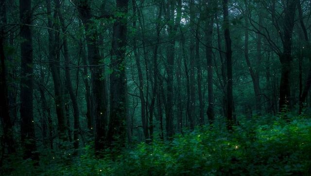 Firefly-lit twilight forest with moss-covered trunks, glowing understory and misty canopy