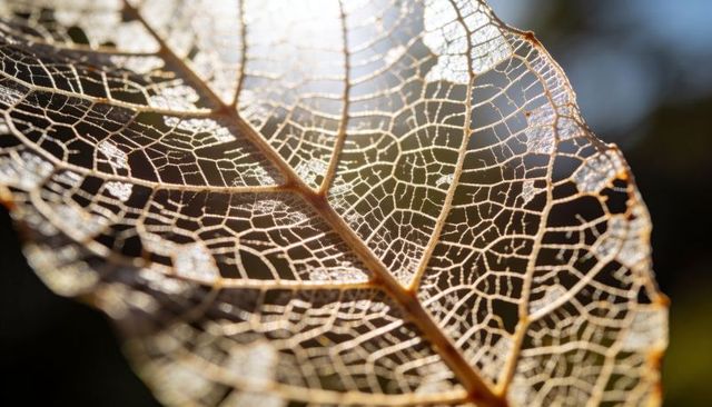 Backlit skeletonized leaf revealing golden lace-like venation macro closeup with bokeh
