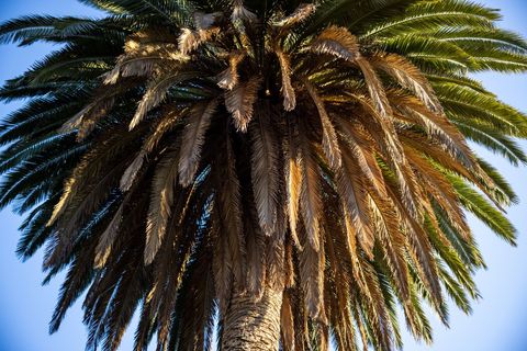 Majestic Palm Tree with Sunlit Leaves Against Blue Sky