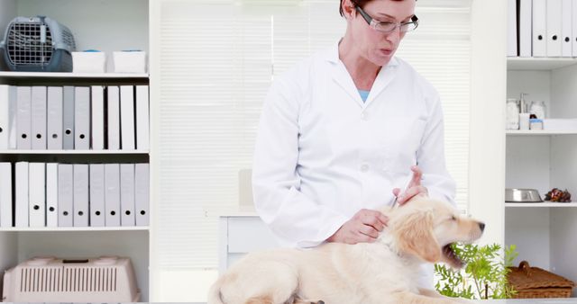 Veterinarian in white coat administering vaccine to dog on table in clinic. Image highlights veterinary care and health services for pets. Ideal for use in articles, brochures, or websites related to pet health, veterinary practices, or animal welfare.