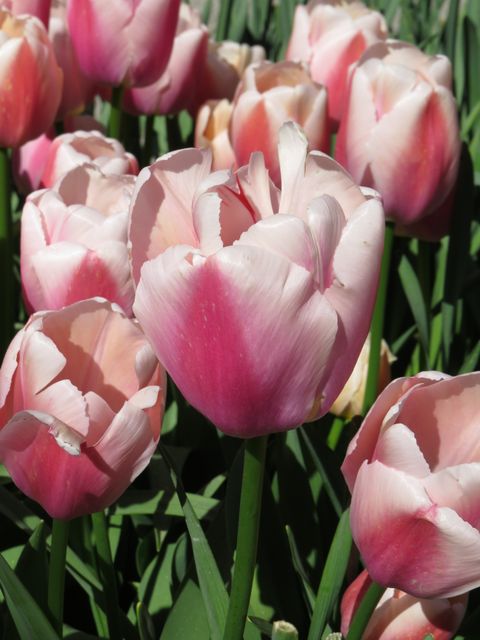 Close-up view of blooming pink tulips in a garden during spring season. Ideal for use in gardening publications, floral decor themes, nature blogs, springtime promotional materials, and floral arrangement displays.