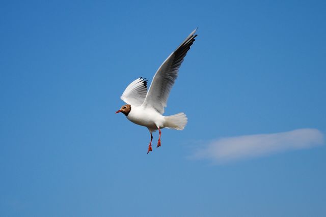 Seagull gliding effortlessly against a vibrant blue sky, perfect for use in nature documentaries, birdwatching magazines, environmental ads, or travel promotions highlighting coastal locations.