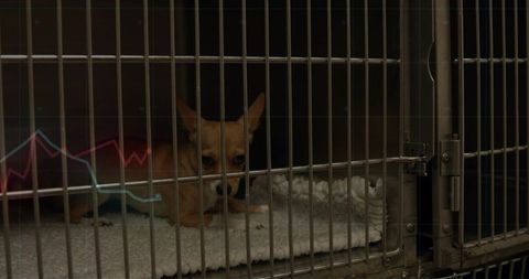 Chihuahua resting comfortably in veterinary clinic kennel