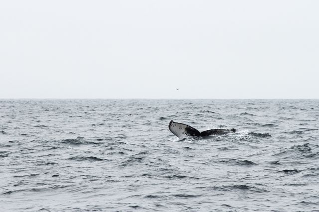 Humpback whale tail emerging above calm ocean surface on a cloudy day with a gray sky. Useful for themes related to marine life, wildlife conservation, nature exploration, and aquatic environments. Ideal for articles about oceans, sea creatures, and ecological awareness.