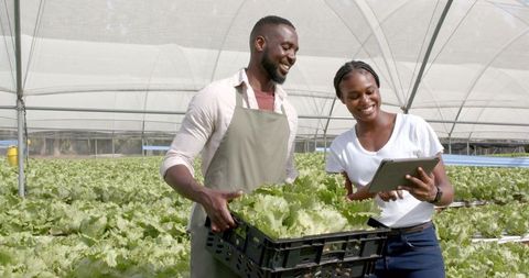 African american farmers utilizing tablet in hydroponic greenhouse
