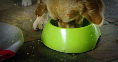 Brown dog eating from lime green bowl on kitchen tile close-up