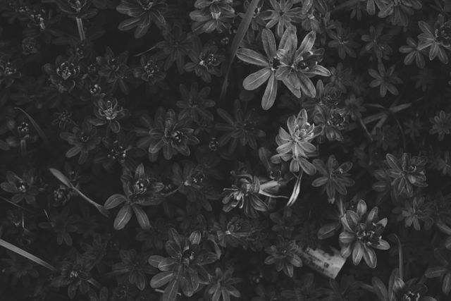 A black and white close-up photograph of flowers, showcasing intricate details and an abstract texture. Ideal for use in design projects, presentations, backgrounds, and art pieces that require a nature-inspired abstract element. The monochromatic tone emphasizes texture and detail, making it suitable for minimalist and modern design themes.