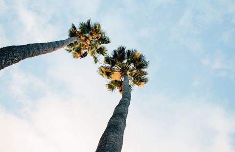 Tall Palm Trees Reaching for Blue Sky in Summer