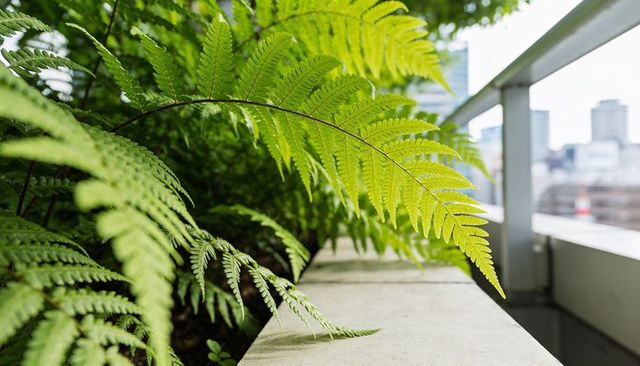 Arching bright green fern frond on urban balcony planter with metal railing
