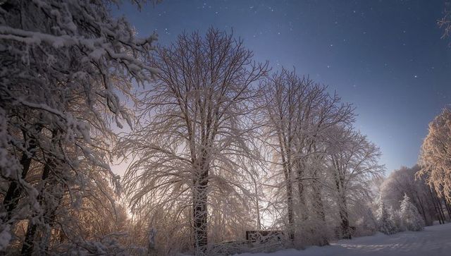 Moonlit snow-covered trees arching over rural clearing with wooden fence under starry sky