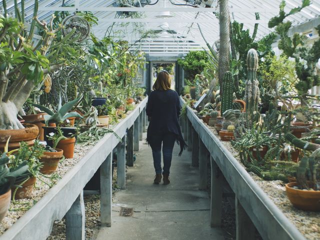 A person is walking through a greenhouse filled with various succulents and cacti. The scene has an abundance of green plants in pots, creating a lush and vibrant atmosphere. This image can be used in articles or promotional materials related to indoor gardening, horticulture, plant care, and nature. It is ideal for websites or blogs aimed at plant enthusiasts and gardening hobbyists.