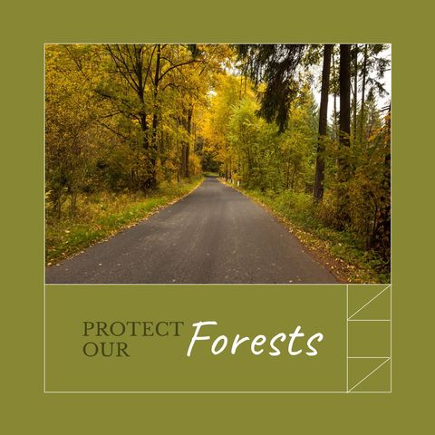Tranquil Forest Road Promotes Nature Conservation and Awareness - Download Free Stock Templates Pikwizard.com