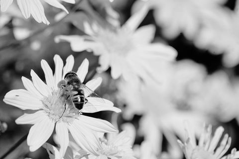 Hoverfly feeding on daisy close-up monochrome macro with soft bokeh