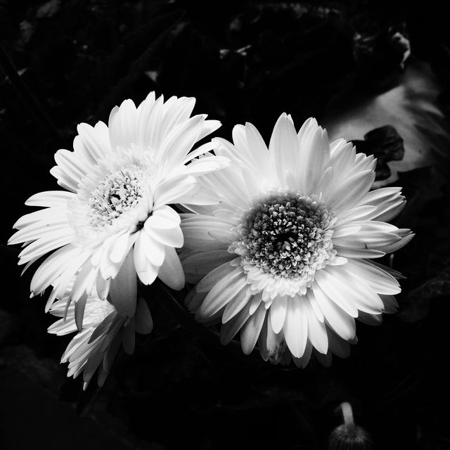Beautiful black and white close-up of two daisies in bloom, emphasizing the intricate petal details and contrasting textures. Perfect for projects needing a sophisticated and classic floral touch, suitable for wall art, greeting cards, or nature-themed design elements.