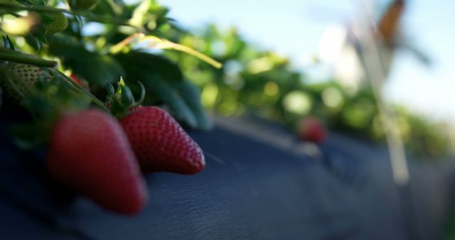 Strawberries with scarecrow in strawberry farm on a sunny day 4k