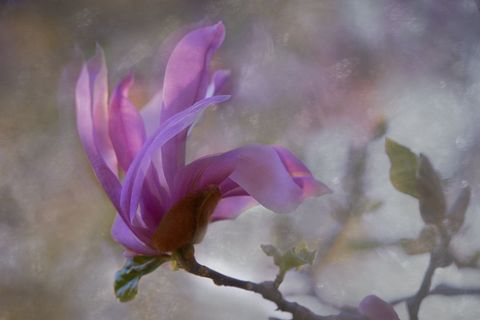 Soft Pink Magnolia Blossom Blooming with Dreamy Pastel Bokeh Light and Texture