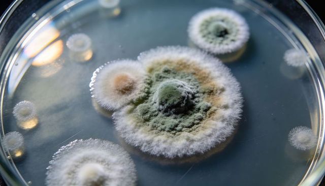 Fuzzy mold colony growing on agar in petri dish close-up for microbiology research