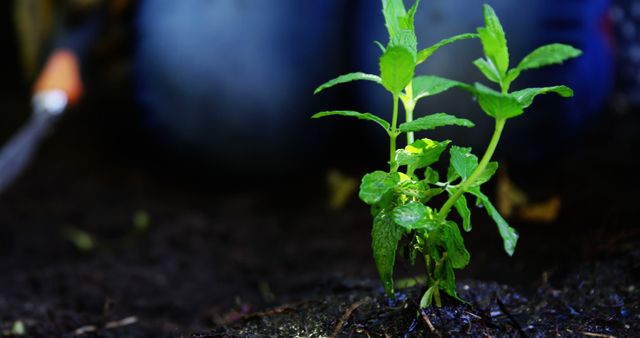 A young tomato plant emerges from the soil, with copy space - Download Free Stock Photos Pikwizard.com