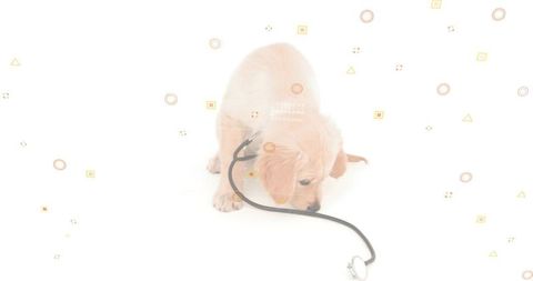 Golden retriever puppy sniffing stethoscope, cute canine curiosity, pet health concept