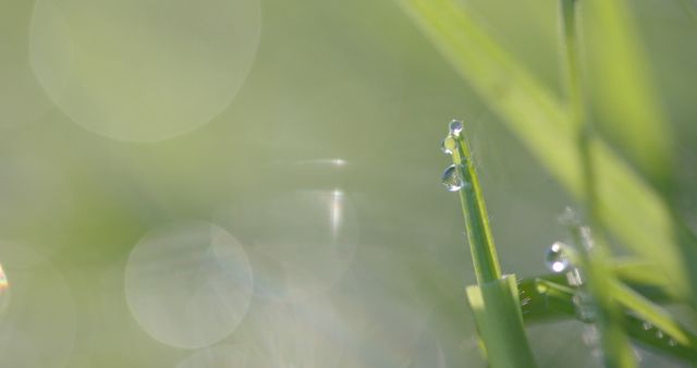 Morning Dew on Fresh Green Grass Blade - Download Free Stock Images Pikwizard.com