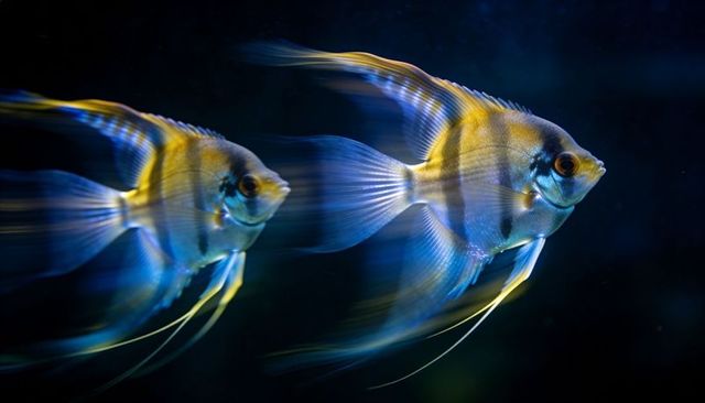 Blue and gold angelfish swimming with motion blur and iridescent fins in dark aquarium