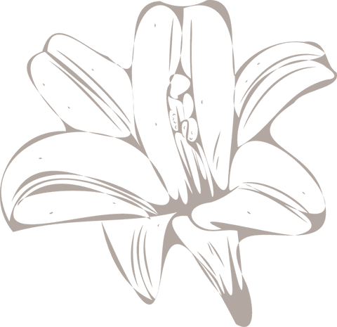 minimalist monochrome flower outline on transparent background - Download Free Stock Videos Pikwizard.com