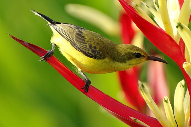 Selective Focus Photography of Black Green and Yellow Long Beaked Bird - Download Free Stock Photos Pikwizard.com