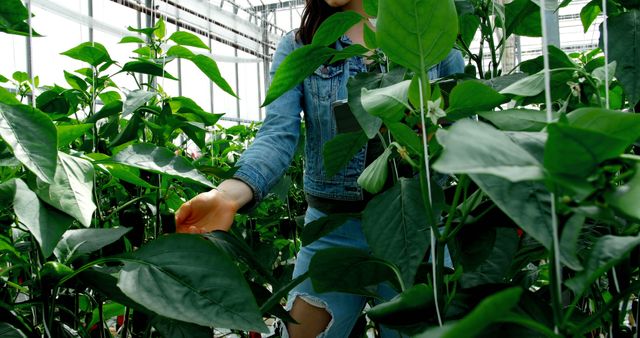 A young Asian woman is tending to plants in a greenhouse, with copy space. Her involvement in agriculture or botany is evident as she carefully examines the foliage.