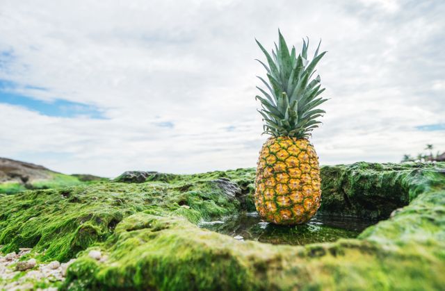 Fresh Pineapple on Lush Green Moss in Nature Setting - Download Free Stock Photos Pikwizard.com