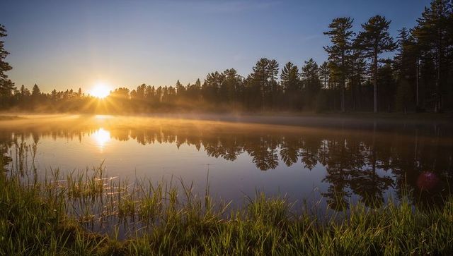 Misty Sunrise Over Calm Lake Reflecting Pine Forest and Golden Light, Shoreline Grasses