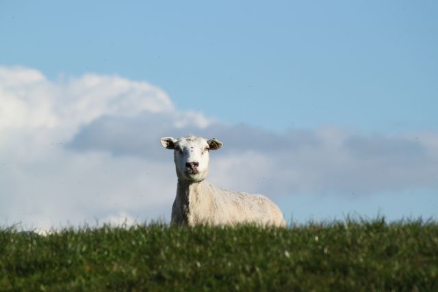 Sheep standing on a grassy hill with a blue sky and clouds in the background. Ideal for illustrating themes of nature, pastoral life, countryside tranquility, and farming. Suitable for websites, nature magazines, marketing materials, or any project related to rural lifestyle and animal husbandry.
