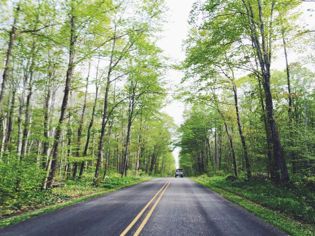 Empty Country Road with Lush Green Trees - Download Free Stock Photos Pikwizard.com