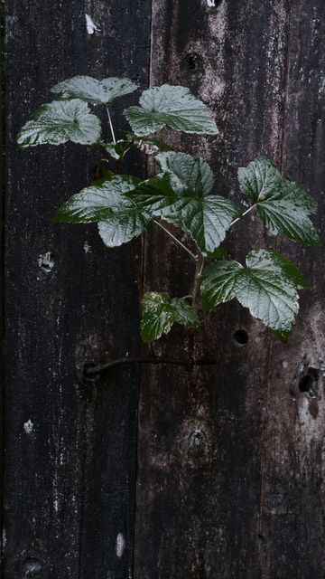 Vibrant green plant growing through an old, weathered wooden fence. Depicts nature's resilience and life finding a way in a tough environment. Great for themes around gardening, perseverance, and rustic aesthetics.