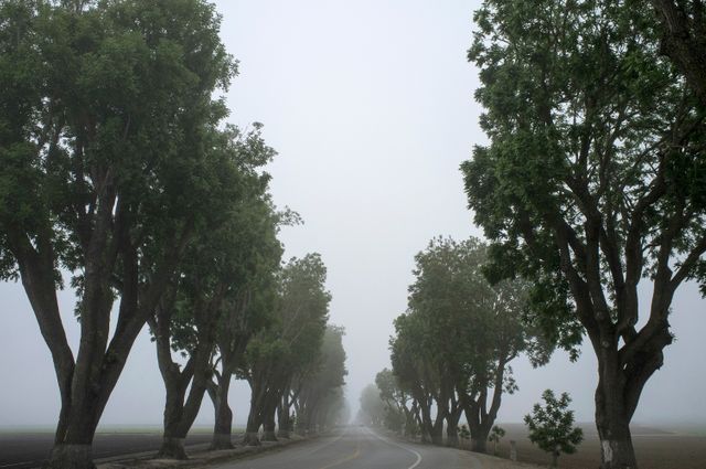 Tree-lined country road shrouded in early morning mist. Tall trees frame path, creating serene and eerie atmosphere. Perfect for illustrating rural travel, peaceful drives, overcast weather conditions. Suitable for backgrounds promoting tranquility, serenity, or exploring quiet countryside.