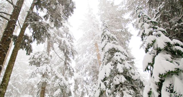 Snow-covered trees in a forest during winter. Perfect for backgrounds, winter holiday promotions, nature and outdoor-themed projects, travel blogs, and winter sports advertisements.