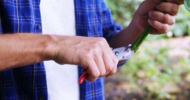 Gardener Trimming Plant Stems with Pruning Shears - Download Free Stock Images Pikwizard.com