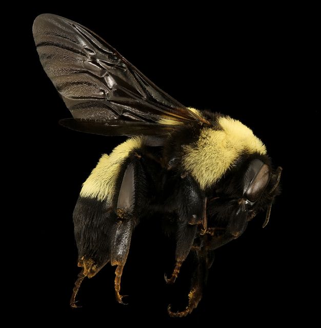 This detailed close-up of a bumblebee against a black background highlights the insect's wings and yellow and black body. Ideal for illustrating articles on entomology, pollination, and wildlife. Useful for textbooks, nature blogs, or scientific presentations.
