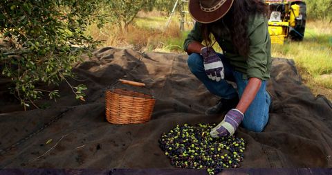 Traditional Olive Harvesting by Hand in Olive Grove
