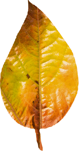 Transparent Autumn Leaf Displaying Vivid Colors of Seasonal Change - Download Free Stock Videos Pikwizard.com